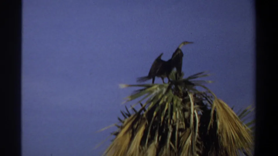 1969 Khartoum frame of a dark bird balanced on palm fronds, filmed from below with blue sky filling the background.
