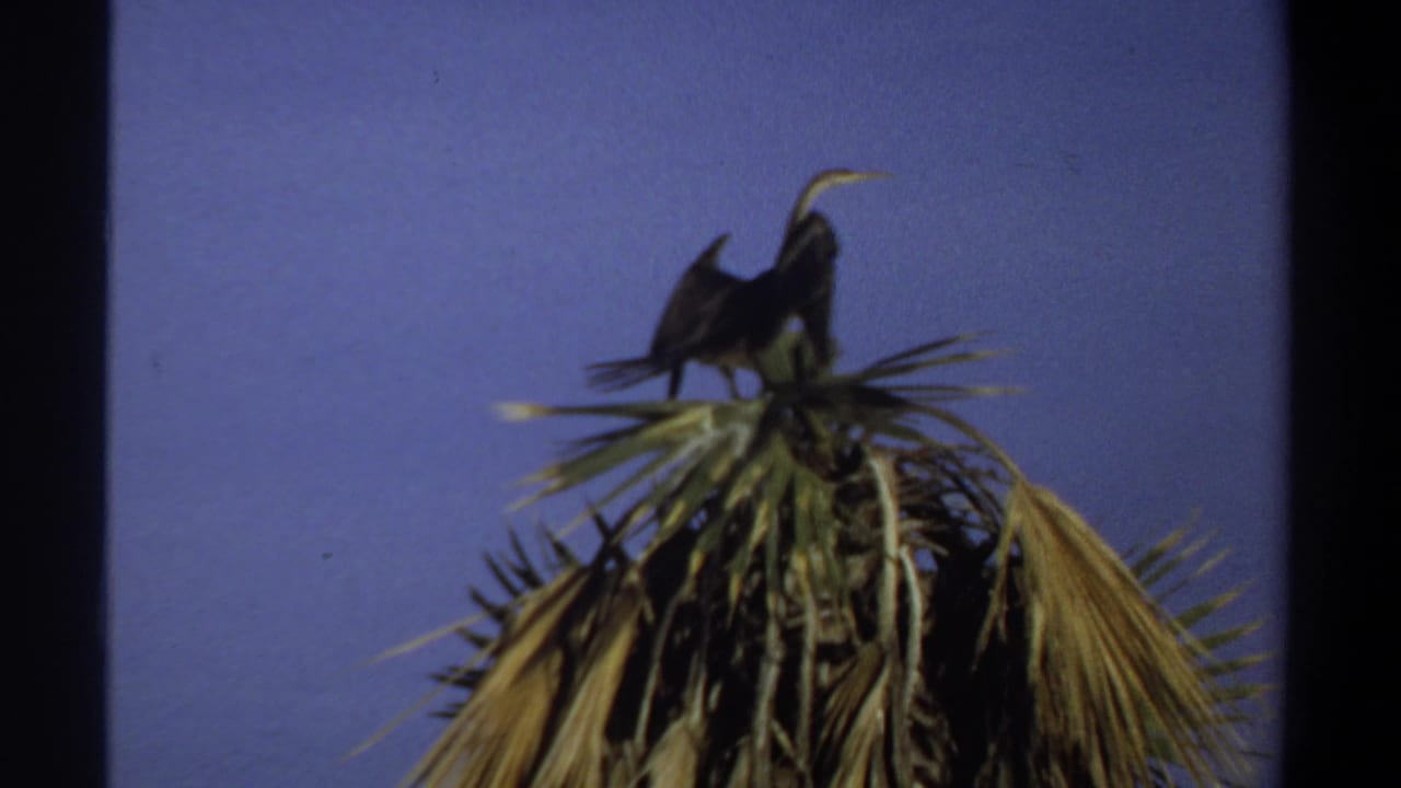 In 1969 Sudan home-movie footage, a dark bird appears perched on a palm crown with wings partly spread against a blue sky.