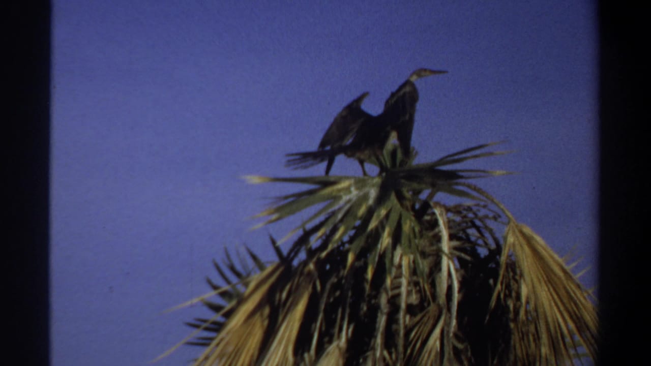 Bird perched on a palm crown with wings raised against open sky.
