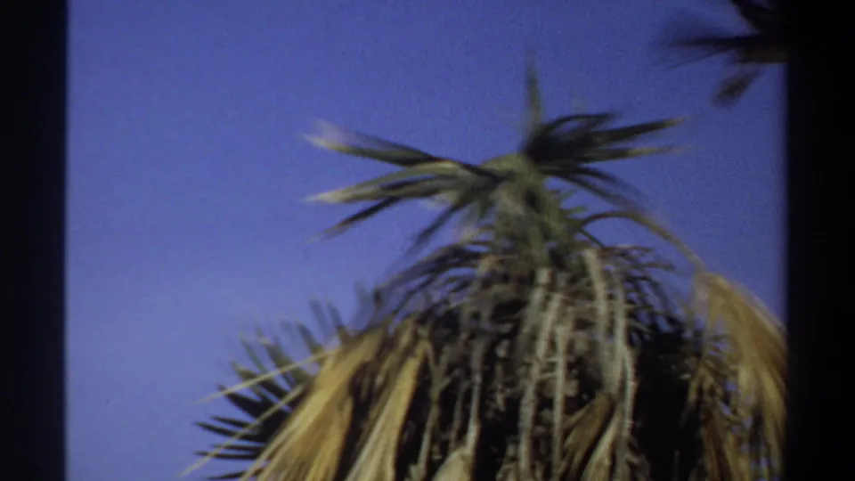 The handheld 8mm frame drifts into blur on the palm crown, with the perched bird barely defined against the blue sky.