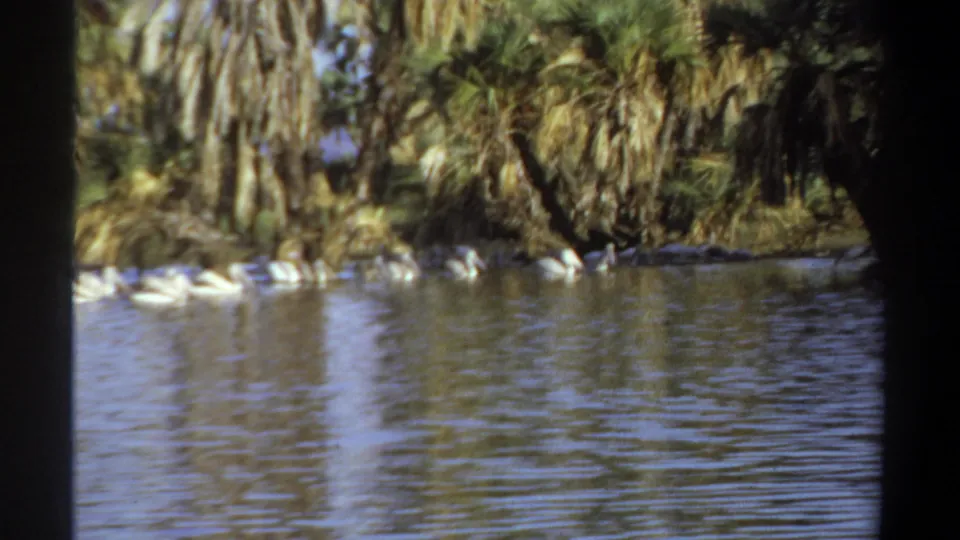 White birds swim across rippled water near dense palms and shoreline vegetation in the supplied Khartoum, Sudan 1969 footage.