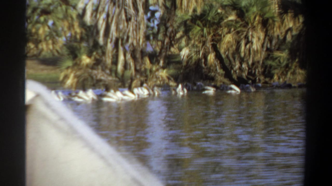 1969 Khartoum home-movie frame showing white waterbirds near a palm-lined riverbank, filmed from a boat with the bow visible at left.