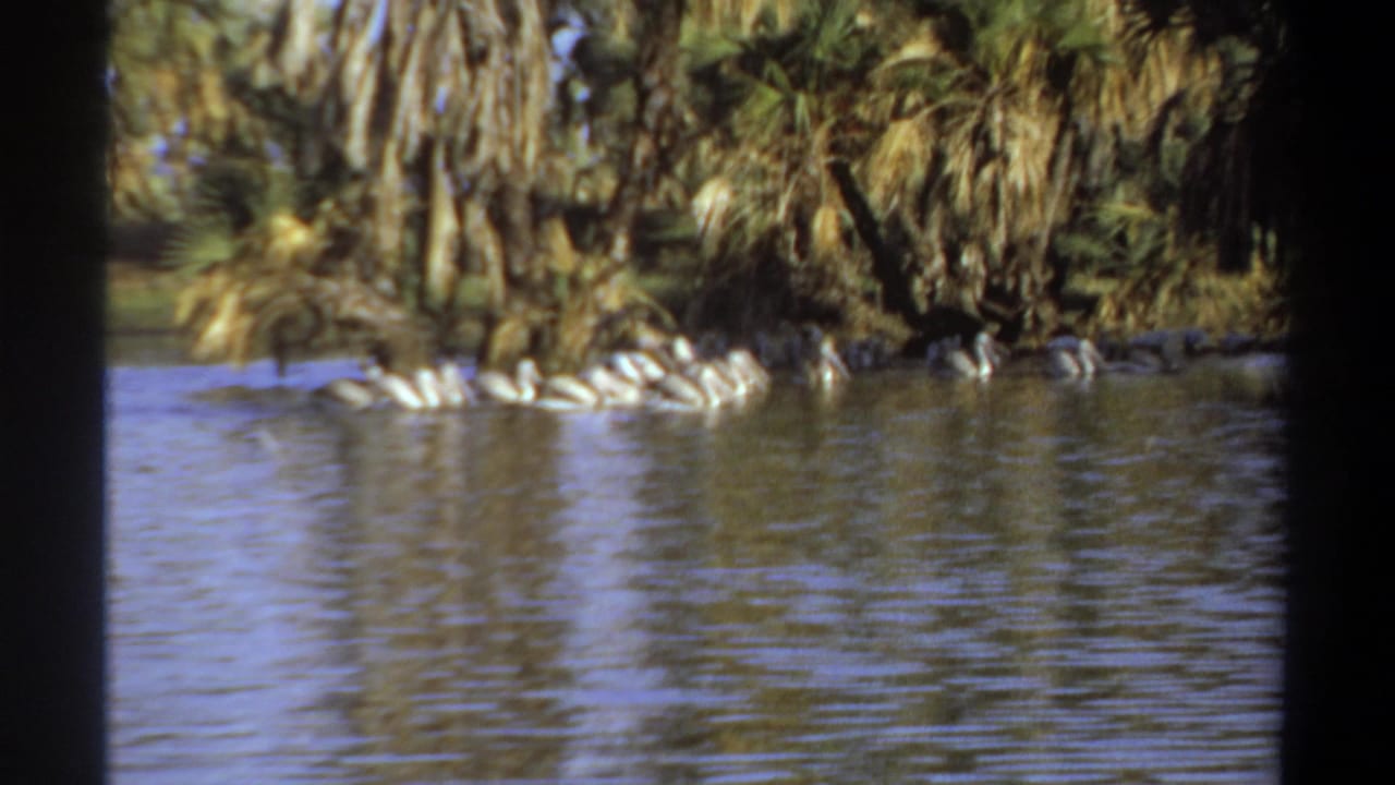 A clustered group of white waterbirds swims near the far bank under palm trees.