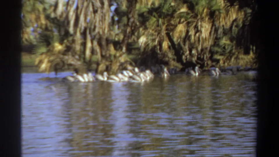 1969 Khartoum river footage frame with white waterbirds moving together near a palm-lined bank under bright daylight.