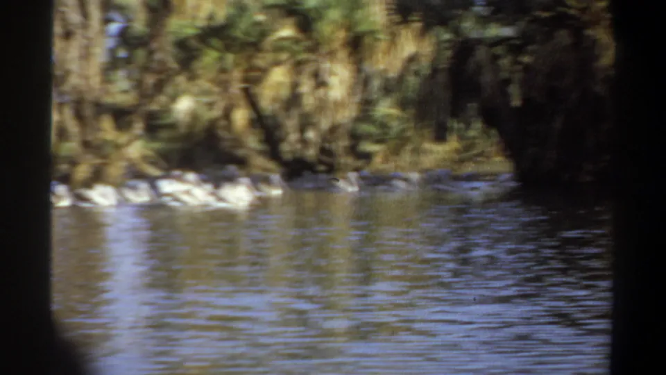 Home-movie frame from the Khartoum river sequence showing white waterbirds beside dense palms and rippling water.