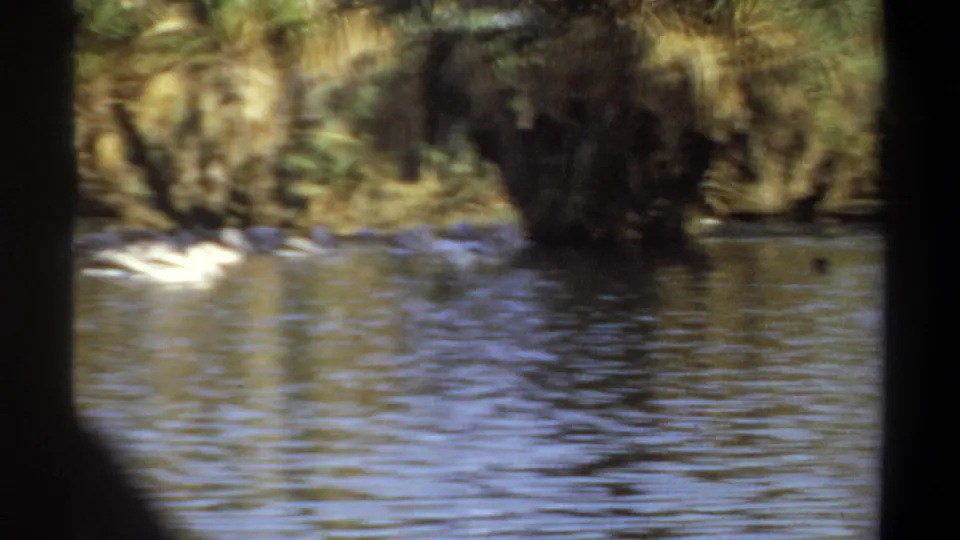 Final 1969 Khartoum river frame with white waterbirds near the palm-lined bank, partially obscured by dark film or camera edges.