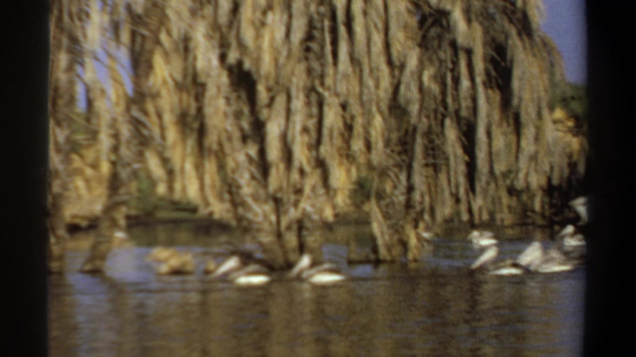 1969 Khartoum 8mm frame showing pelicans on calm water under dense hanging palm foliage.