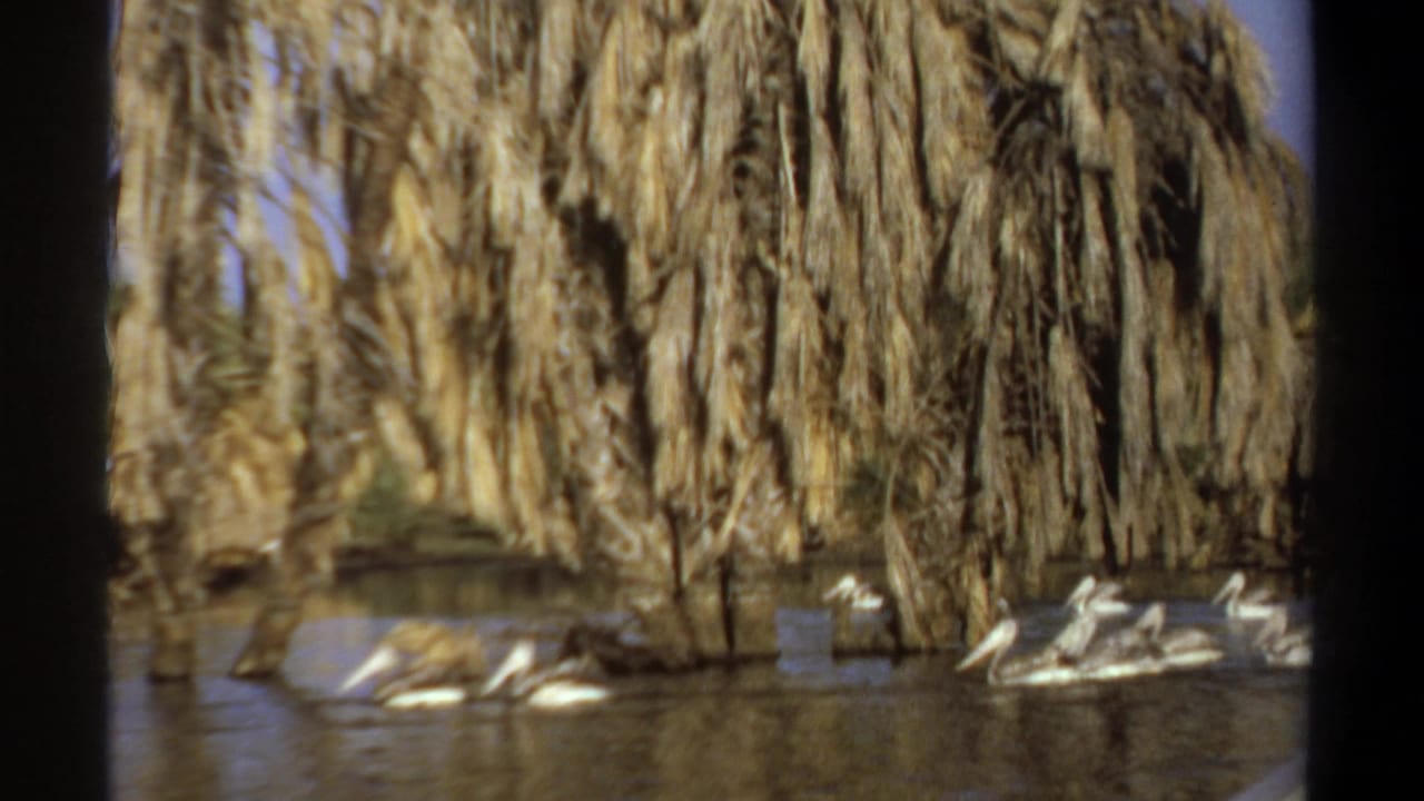 A group of pelicans floats near palm branches over the water.
