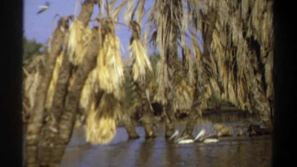 Khartoum 1969 home-movie frame with palm trunks in front and pelicans visible on the water beyond.
