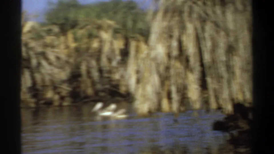 Soft 8mm frame from Khartoum showing pelicans on open water below dense palm foliage and shoreline growth.