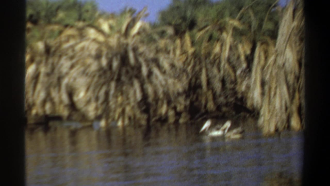 White birds on a calm lake in front of dense palms.