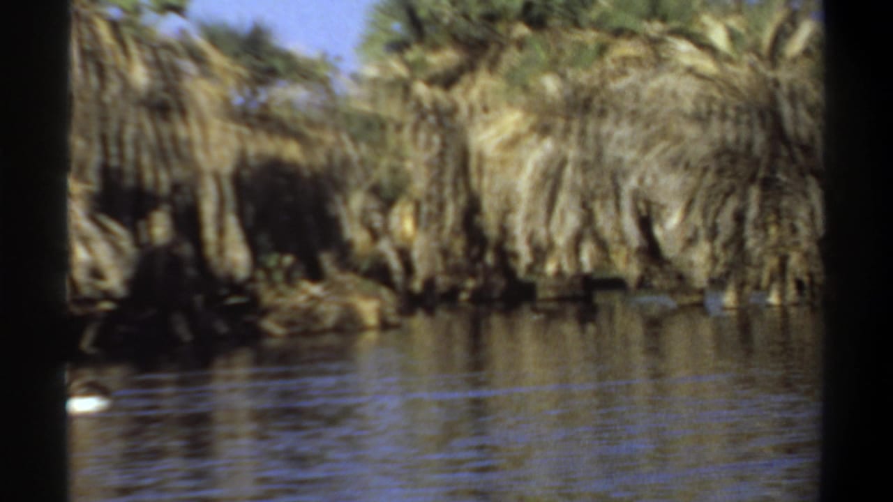 A white bird crosses open water with palms behind it.