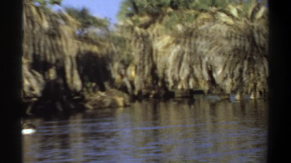 A white water bird moves across a lake bordered by palms in the Khartoum, Sudan home-movie clip.
