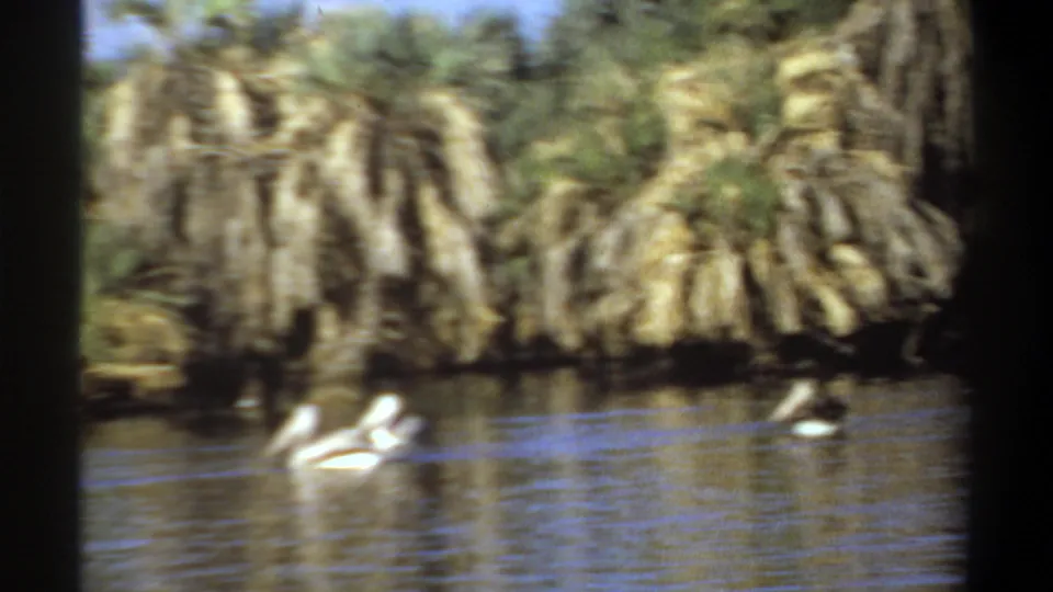 Several white water birds cluster near the lake surface with dense palms along the shore in 1969 Khartoum footage.