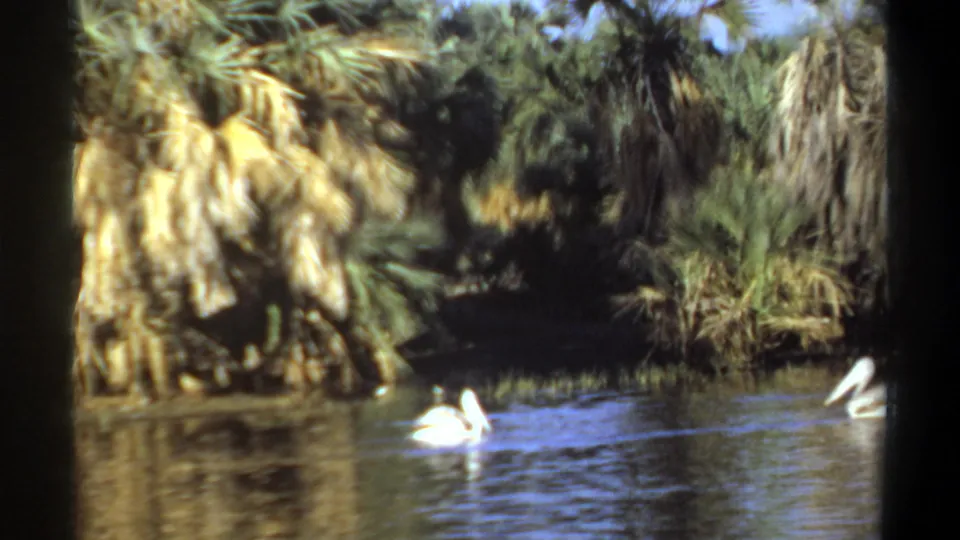 White water birds float near shaded palms and shoreline growth in the 1969 Khartoum home-movie scene.
