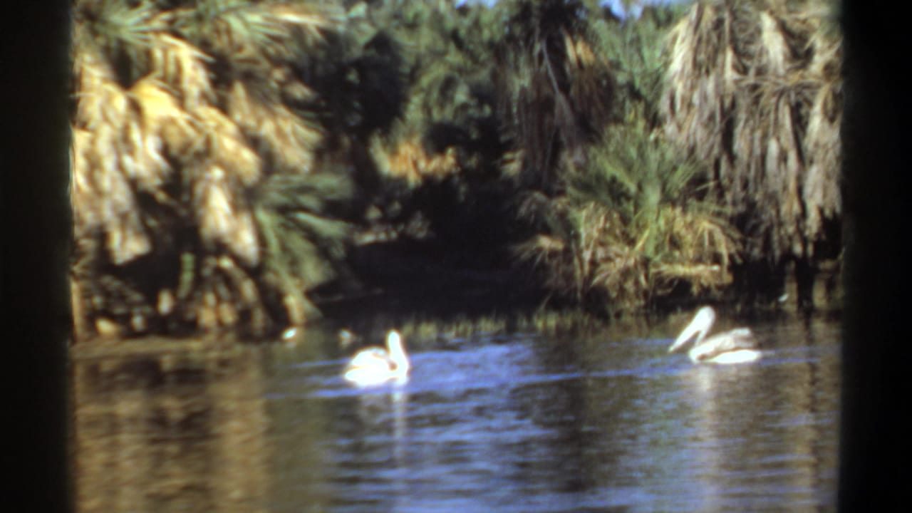 Two white pelicans swim across a palm-lined pond in 1969 Khartoum home-movie footage, with bright sun on the birds and soft 8mm color.