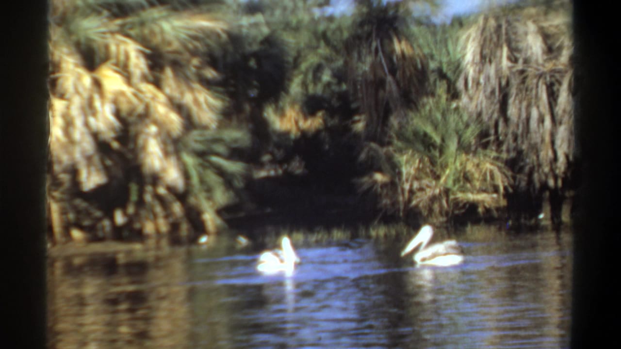 A pair of pelicans move through rippling pond water in Khartoum, Sudan, with palms and dense greenery visible behind them.