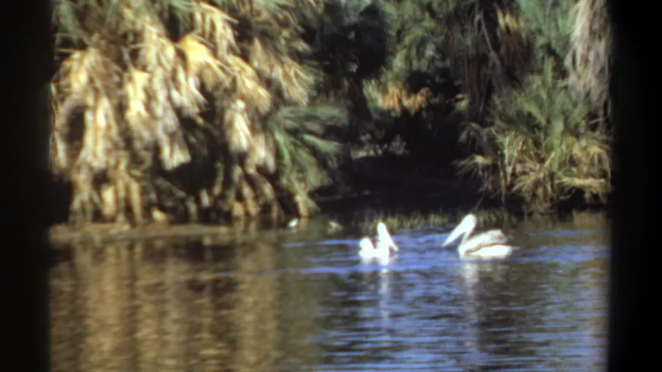 Two white pelicans float near the center of a quiet pond, framed by palm trees and dense waterside vegetation in 1969 Khartoum footage.