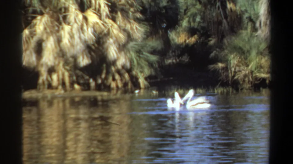 The pelicans swim close together on reflective pond water, with shaded palms and dense greenery behind them in the Khartoum home-movie scene.