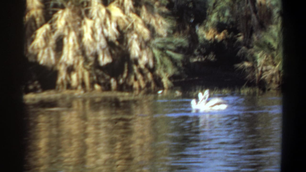 1969 Khartoum 8mm frame showing a white waterbird on a calm pond, backed by palms and reflected greenery.