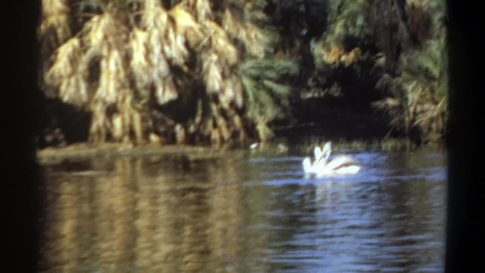 1969 Khartoum 8mm frame showing a white waterbird on a calm pond, backed by palms and reflected greenery.