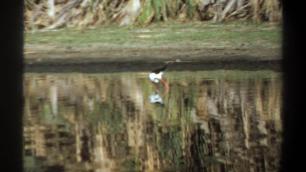 Slender bird standing near the far bank with its reflection in the pond.