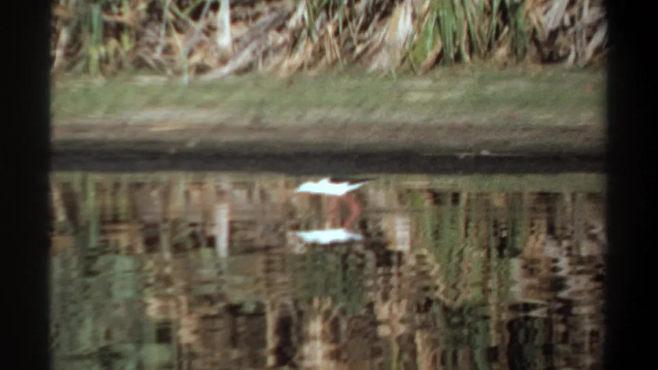 1969 Khartoum 8mm frame showing a white bird low near the pond surface, with reeds, bank, and mirrored water texture.