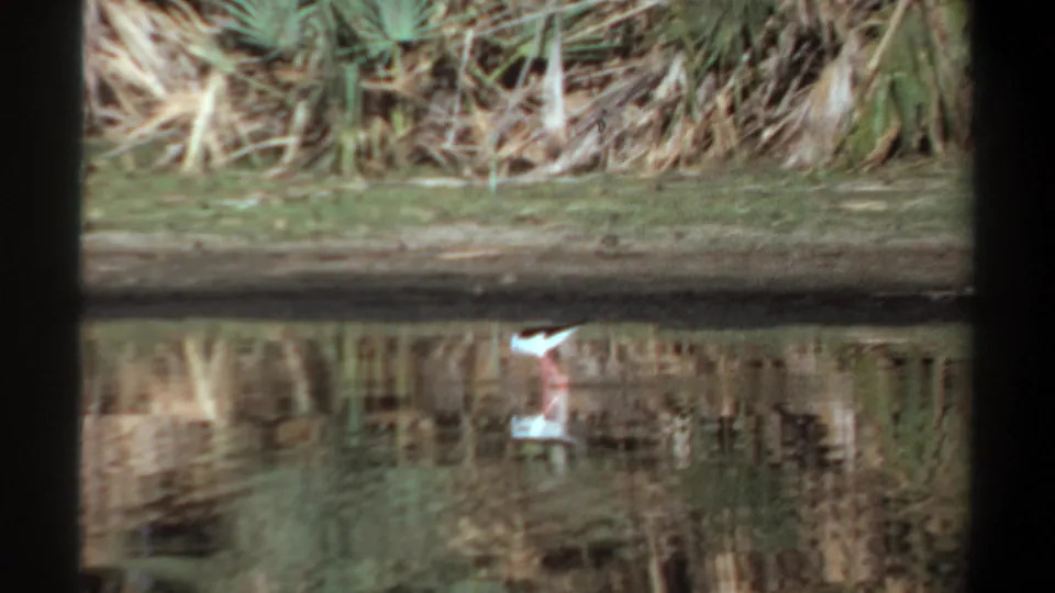 1969 Khartoum 8mm frame with a small wading bird and its reflection against a still pond and reed-lined bank.