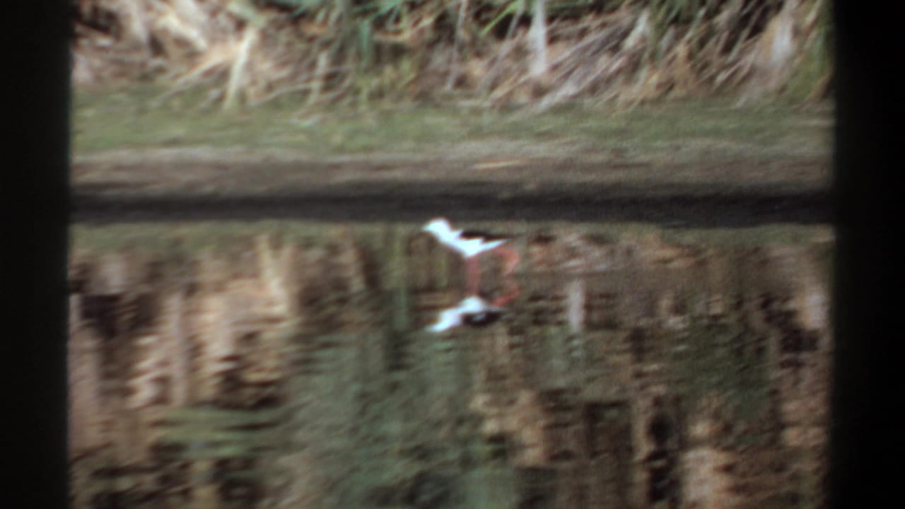 White wading bird with dark markings stands near reflective pond water in 1969 Khartoum home-movie footage.