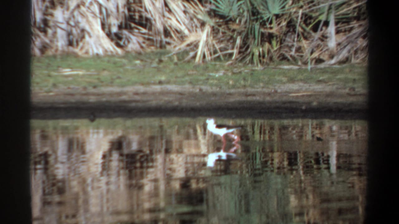 White bird wades near the far pond bank with its reflection in the water.