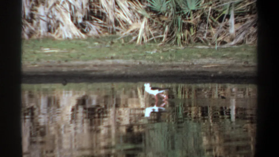 White bird with dark markings wades along a reed-lined pond edge in Khartoum, Sudan, according to clip metadata.