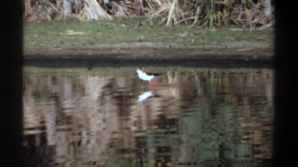 Small white wading bird appears at the pond edge, with dry reeds and a softened 8mm home-movie look.