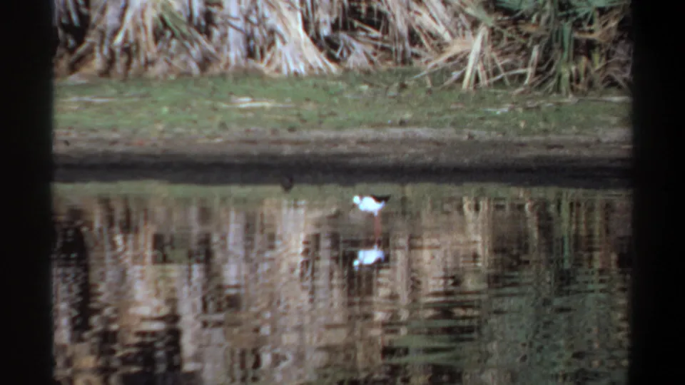 White wading bird remains near the pond edge, framed by reeds and reflective water in the 1969 Sudan clip.