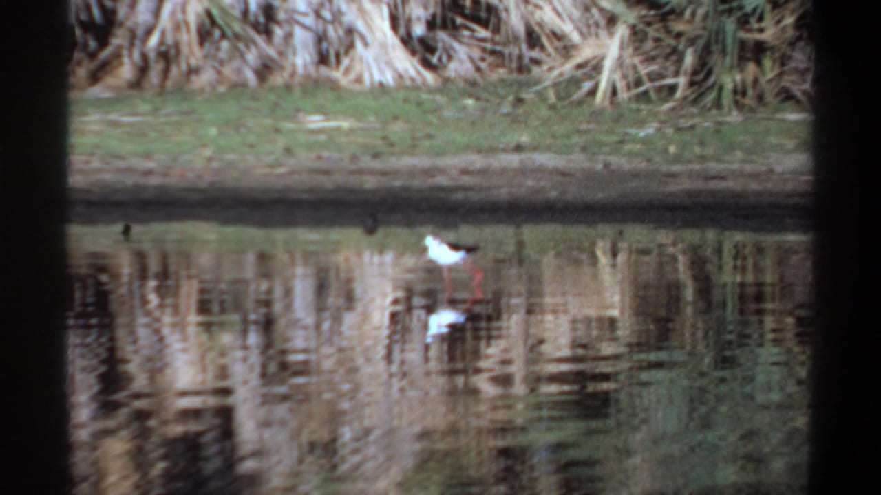 White gull-like bird beside calm water in metadata-supported 1969 Khartoum 8mm footage, with shoreline vegetation reflected below.