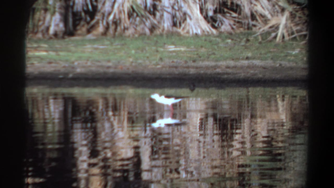 White bird moving in shallow water near a grassy bank and reflected vegetation.