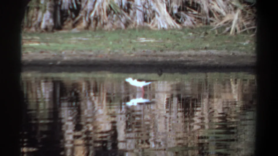 White gull-like bird in shallow lakeside water near Khartoum, with palm-like vegetation and rippled reflections visible on 8mm film.