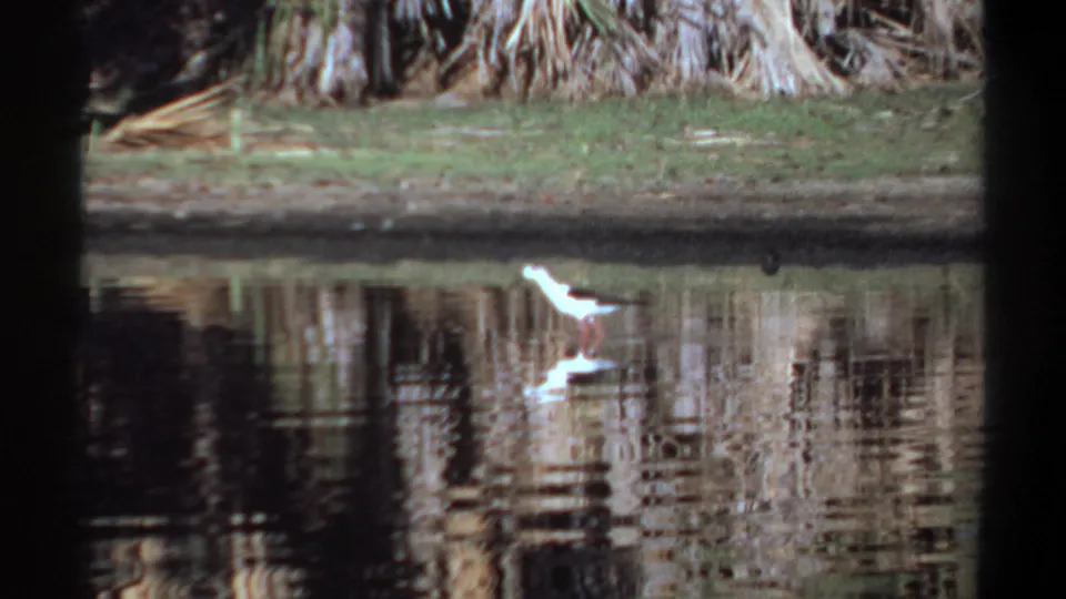 White gull-like bird pauses in reflective water in metadata-supported 1969 Khartoum home-movie footage, framed by grass and dense vegetation.