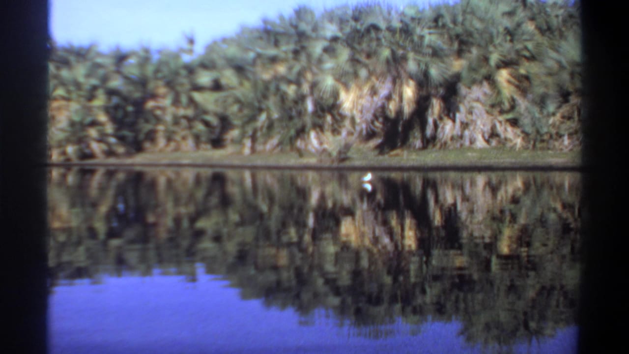 Palm trees reflected in calm blue water with a small white bird near the grassy bank.