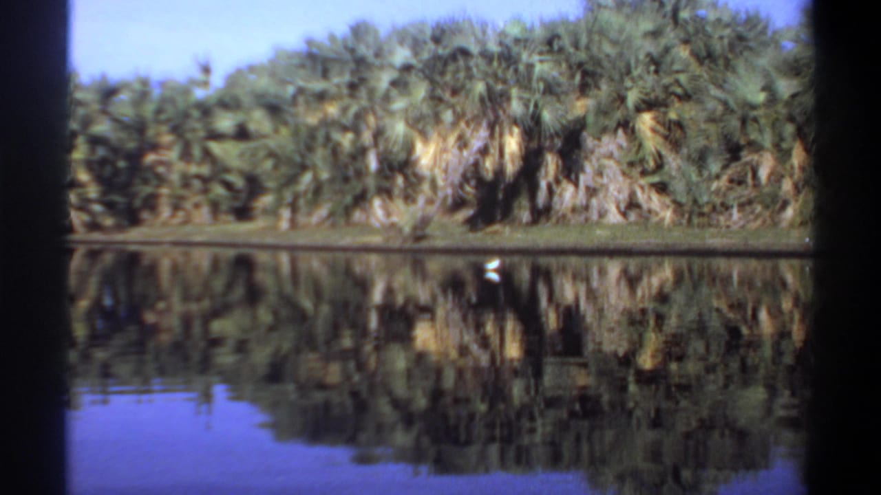 Palm-lined bank and its reflection in still water, with a small white bird near the shore.