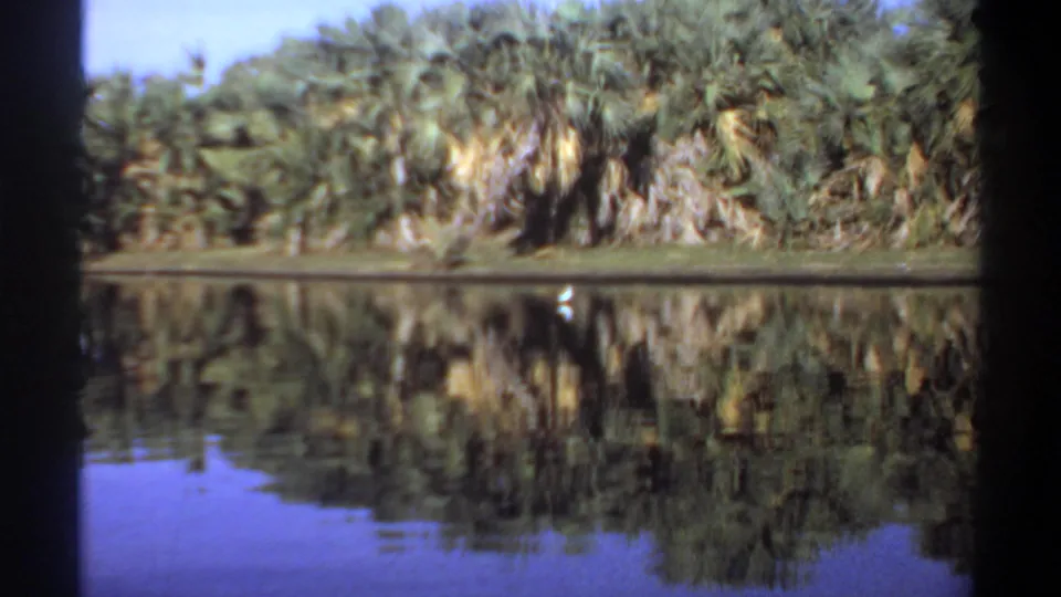 1969 Khartoum 8mm frame showing dense green palms and reeds reflected in calm water, with a white bird near the bottom edge of the bank.