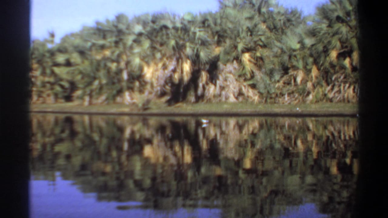 Palm-lined riverbank reflected in calm water with dark film borders.
