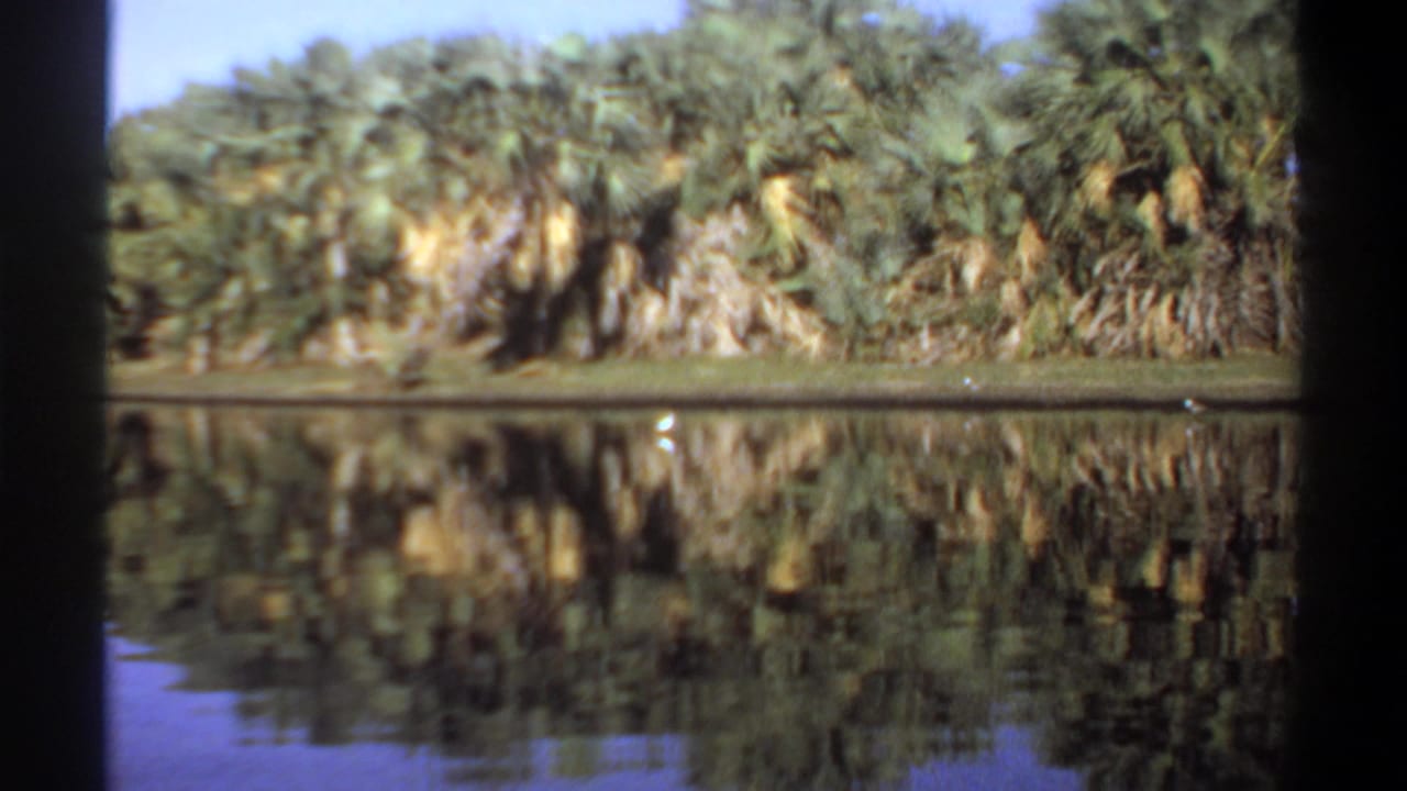 Palm trees and river reflections seen through vertical dark frame borders.