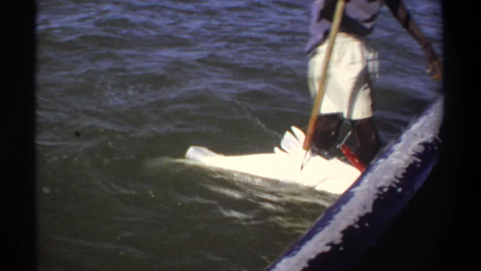 1969 Khartoum frame showing a wading man guiding a large pale fish near the side of a small boat with a long pole.