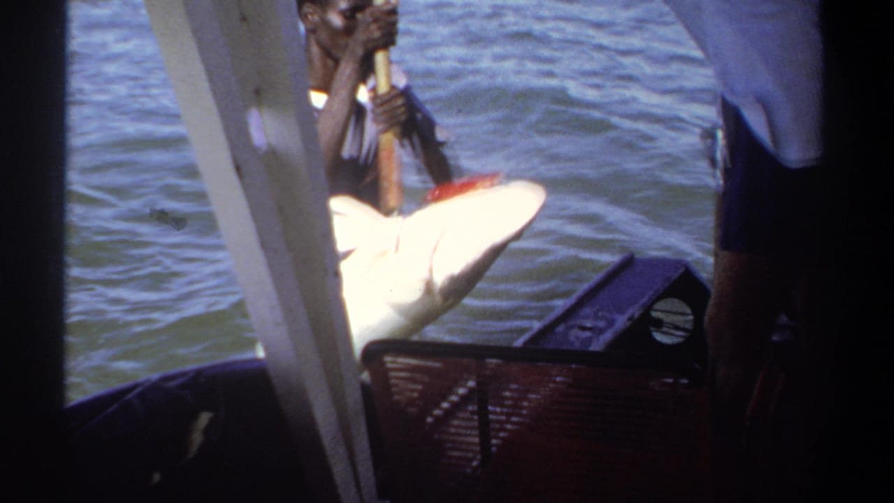 Man beside a small boat handles a large pale fish with a pole.