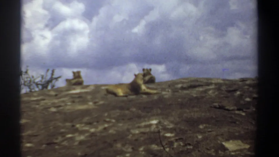 Lions lie on a rocky hillside under cloud cover, following the airfield shots in the 1969 Sudan home-movie clip.