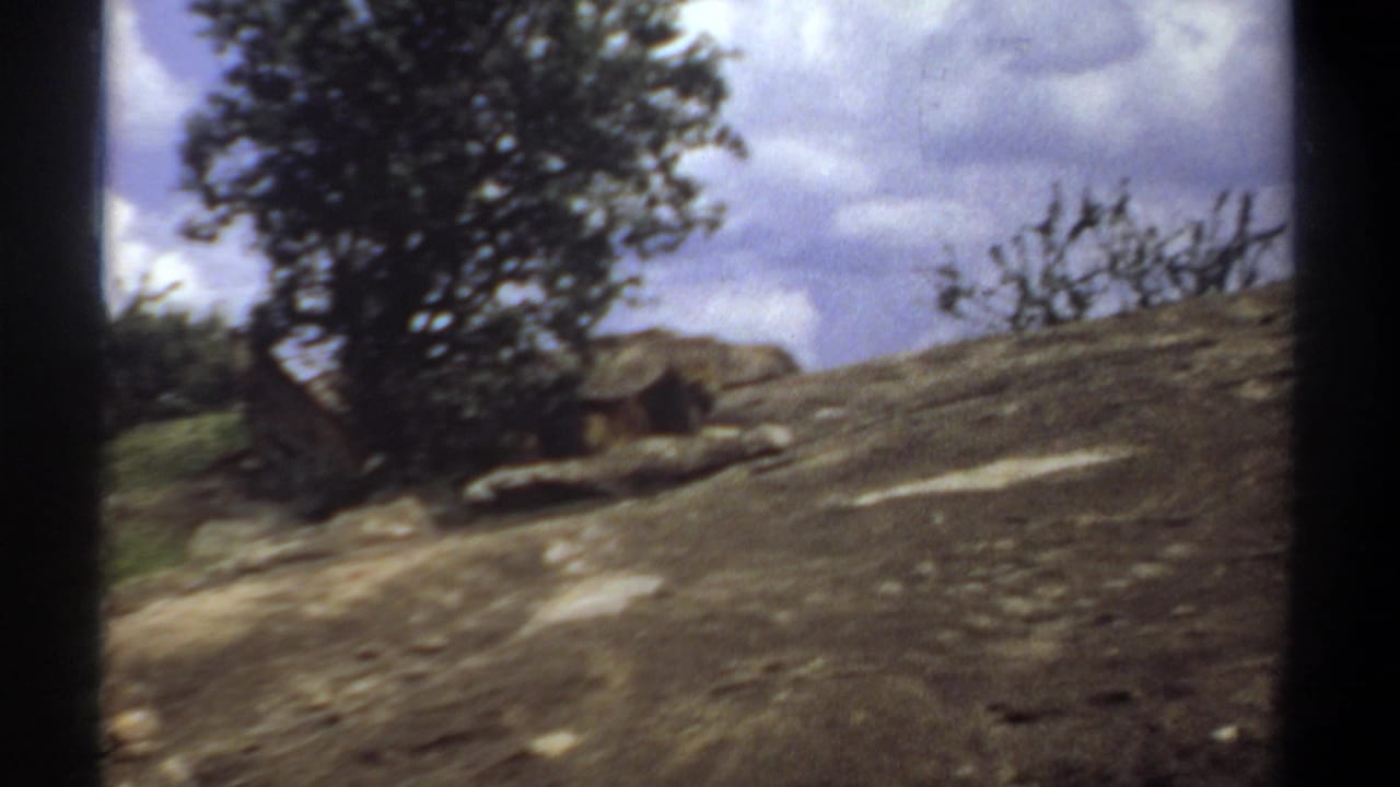 A lion rests near a tree on a rocky hillside.