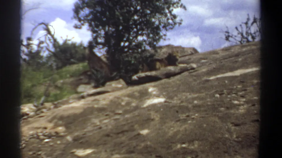 Vintage 8mm frame from Sudan showing a lion on rocky ground beside trees and sparse vegetation.