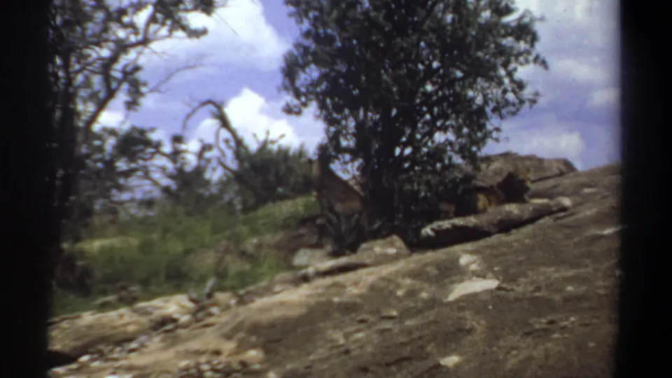 1969 Sudan 8mm home-movie frame showing a resting lion beside a tree on a rocky, scrub-covered hillside.