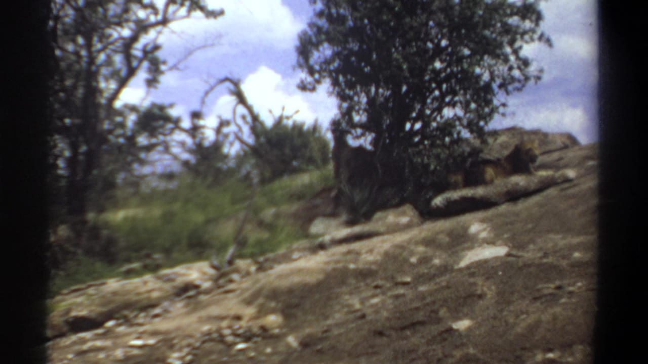Tree and rocks on a sloping hillside with partly hidden animal forms in shadow and cloudy sky above.