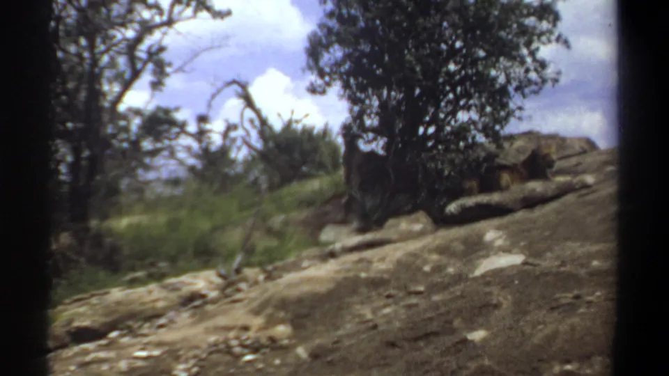 1969 Sudan 8mm frame with a tree on a rocky incline and lions barely visible in the shaded area beside the rocks.